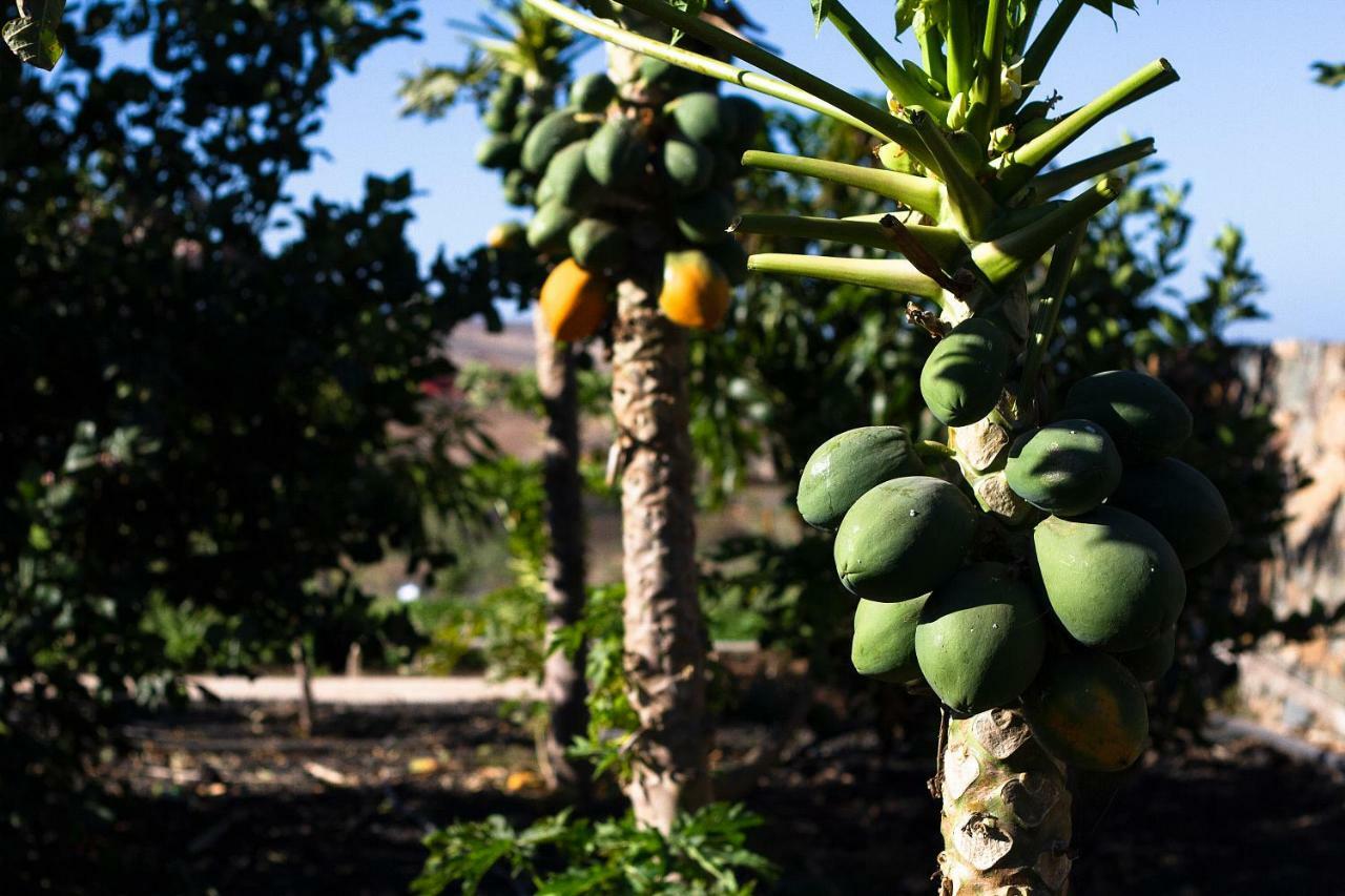 Finca Arbequina Pájara Eksteriør billede