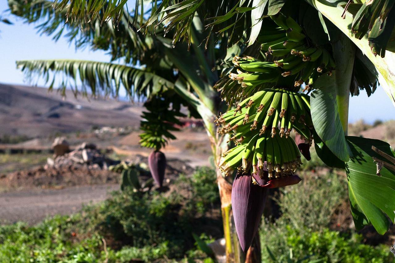 Finca Arbequina Pájara Eksteriør billede