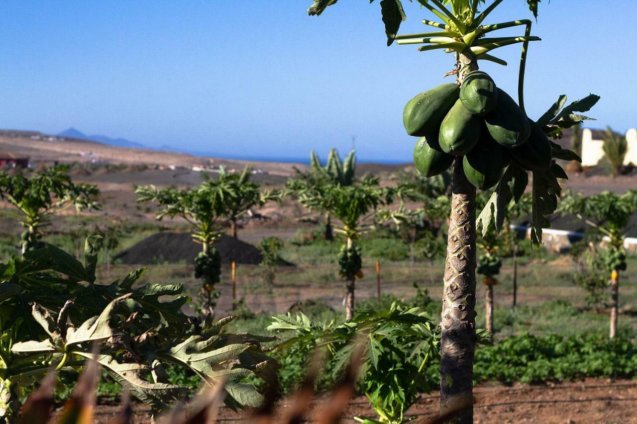Finca Arbequina Pájara Eksteriør billede