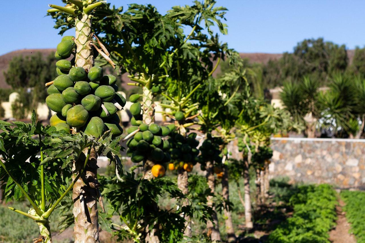 Finca Arbequina Pájara Eksteriør billede