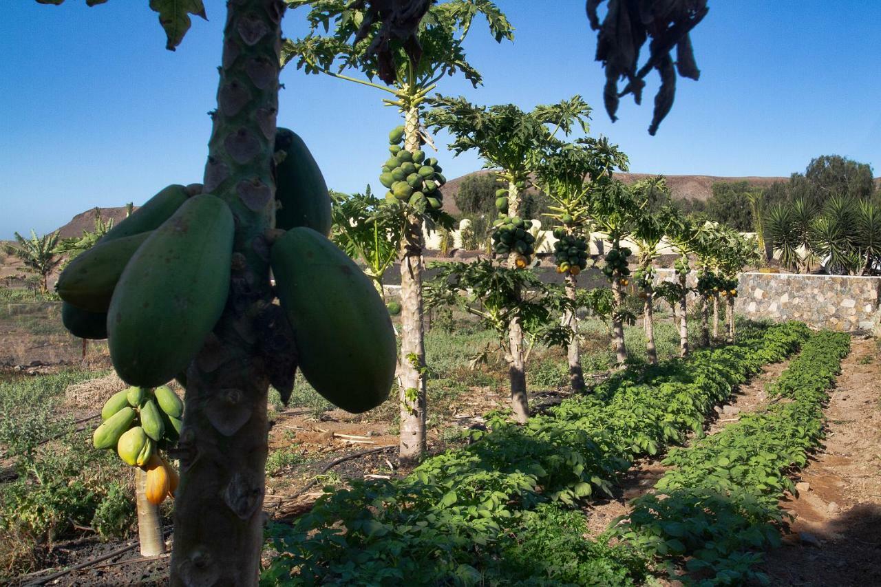 Finca Arbequina Pájara Eksteriør billede